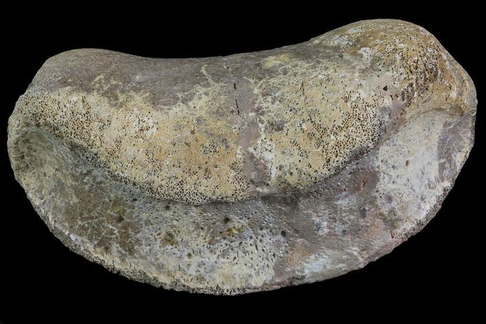 Hadrosaur (Duck-Billed Dinosaur) Toe Bone - Montana #66470